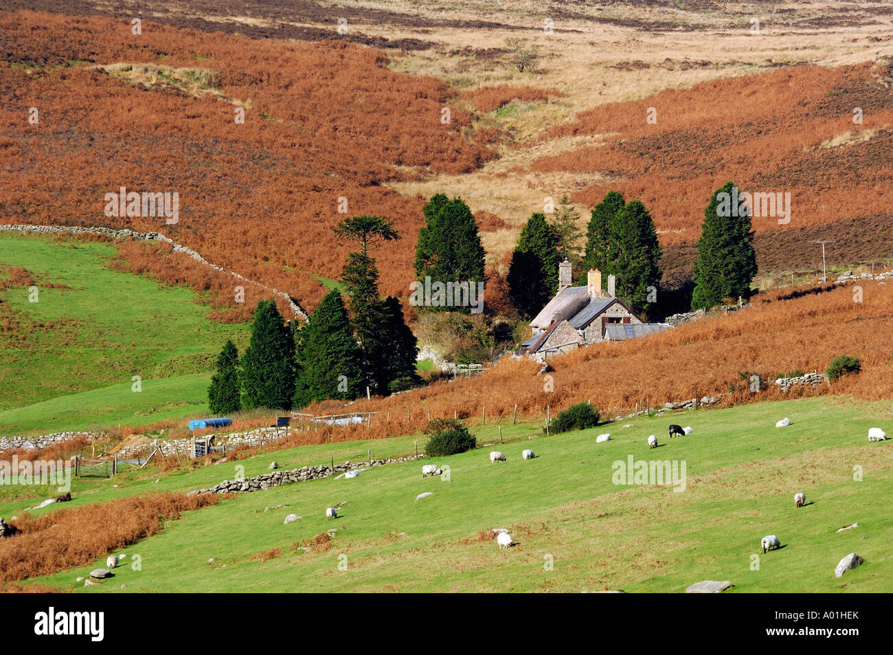 Dartmoor farm on a hillside covered in bracken in autumn time Stock ...