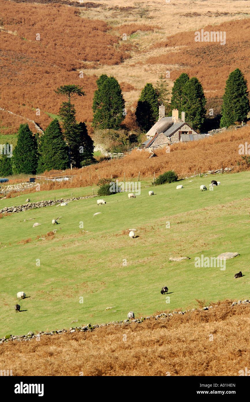 Dartmoor farm on a hillside covered in bracken in autumn time Stock Photo