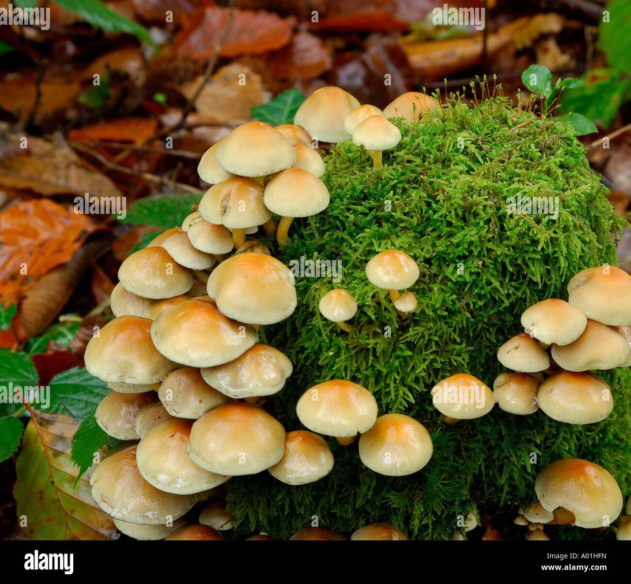 Large cluster of fungi probably Sulphur Tuft Hypholoma fasciculare growing on a moss covered tree stump Stock Photo
