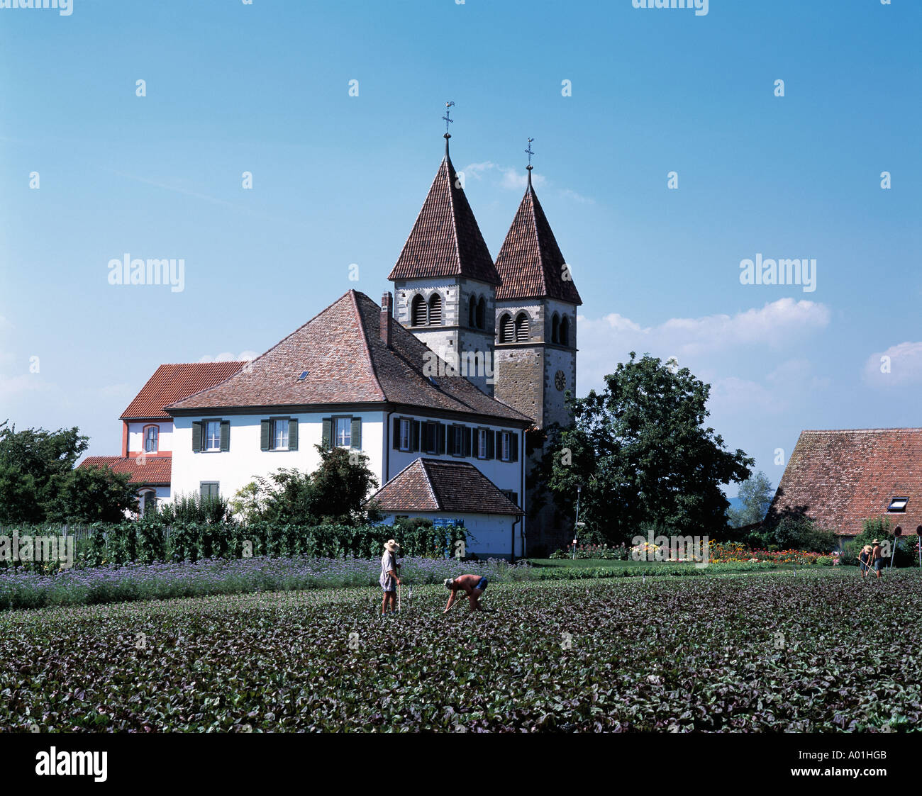 Stiftskirche St. Peter und Paul, Gemueseanbau, Gemuesefeld, Feldarbeiter, Landarbeiter, Insel Reichenau, Reichenau-Niederzell, Bodensee, Baden-Wuertte Stock Photo