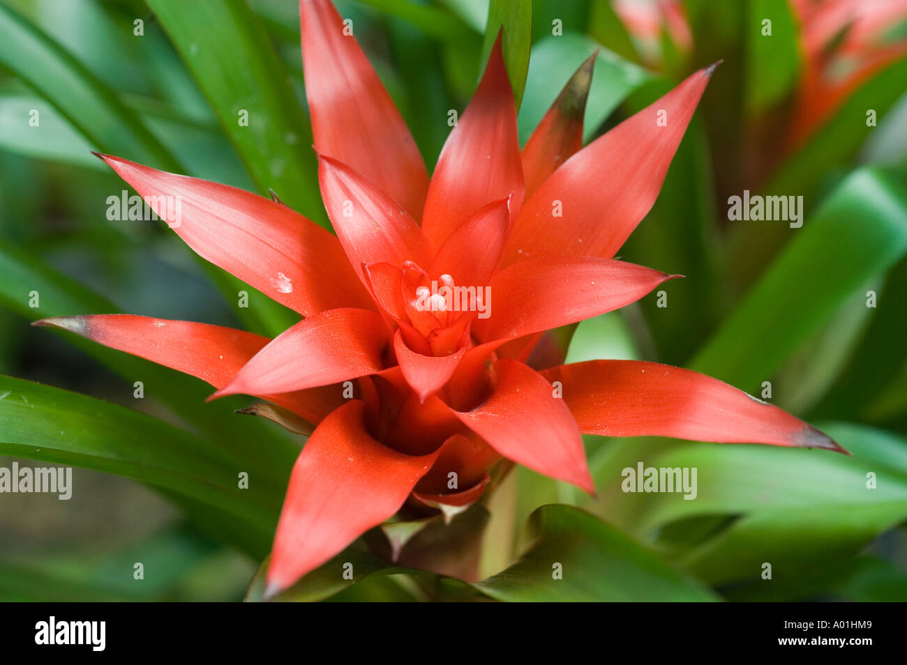 Red plant of Neoregelia Stock Photo - Alamy