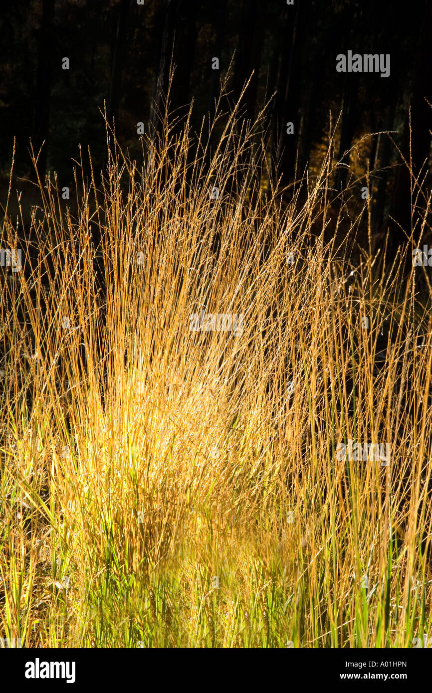 brightly lit tall grasses in New Forest Hampshire Stock Photo