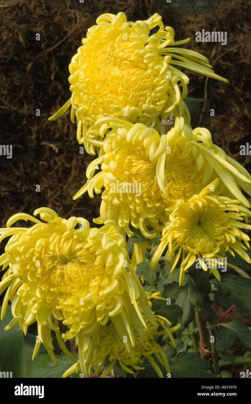 Close up of bloom flower of Yellow Chrysanthemum Sikkim India Stock