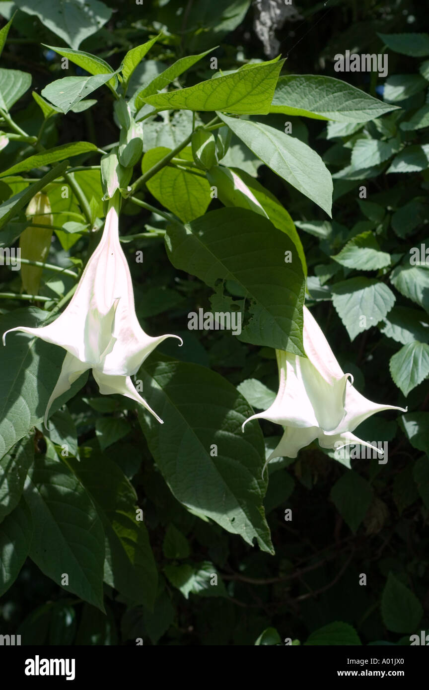 Big foot long flowers of Angel s trumpet or Jimson weed Datura