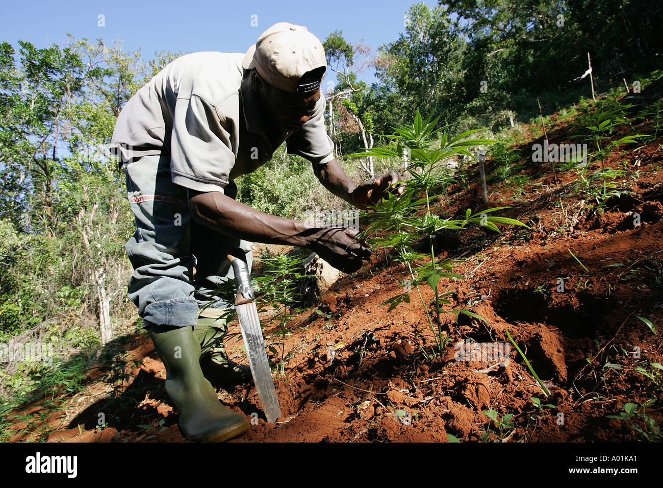 A man tends his ganja plants, Jamaica Stock Photo