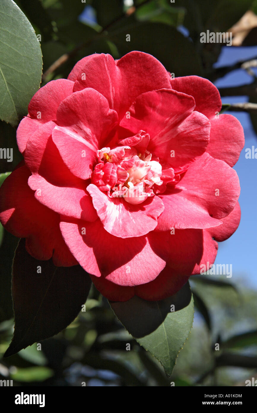 Large semi double, Hot pink Camellia, detail Stock Photo