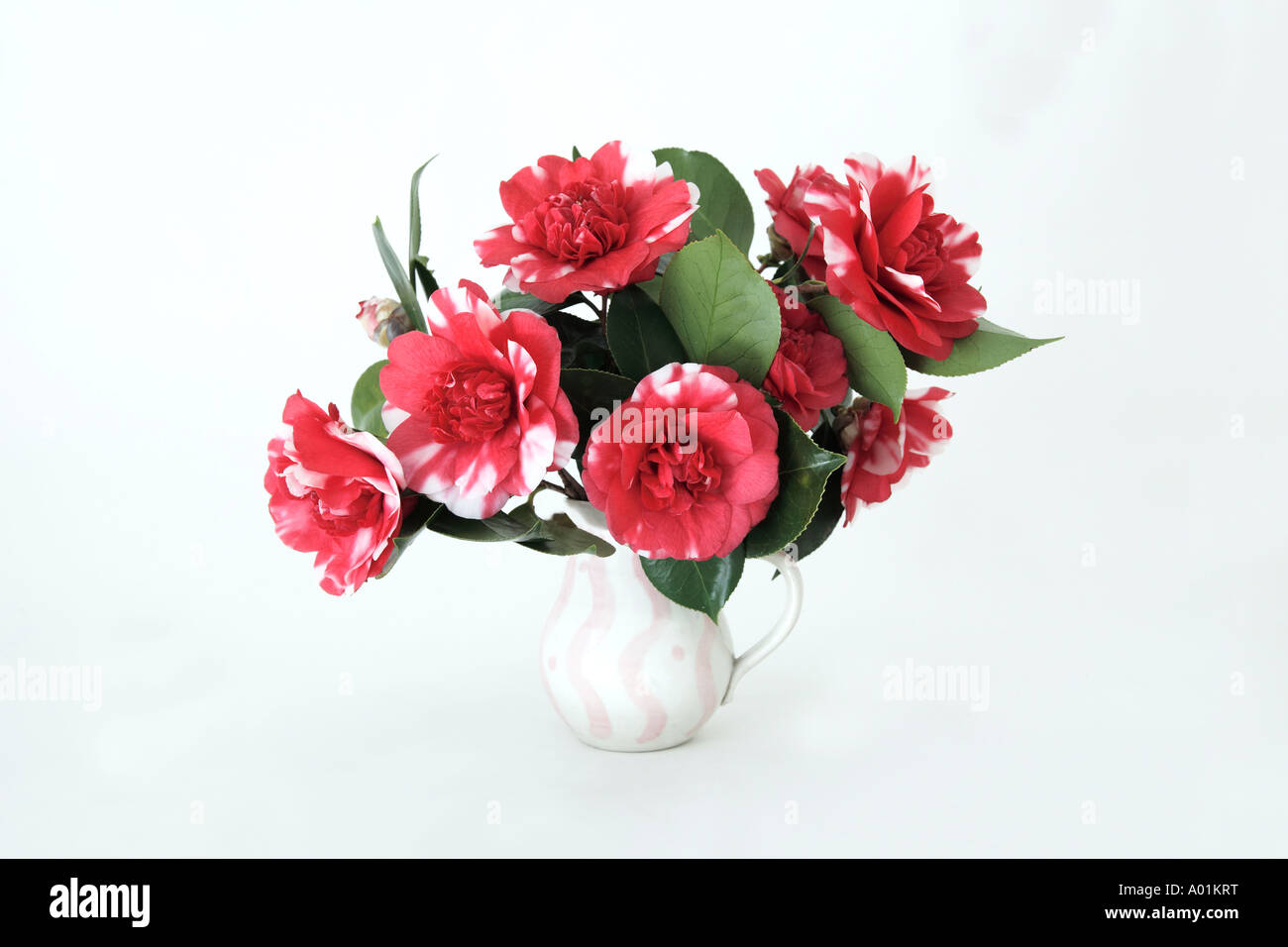 Hot pink white miniature camellias, floral arrangement, decorated pottery vase Stock Photo