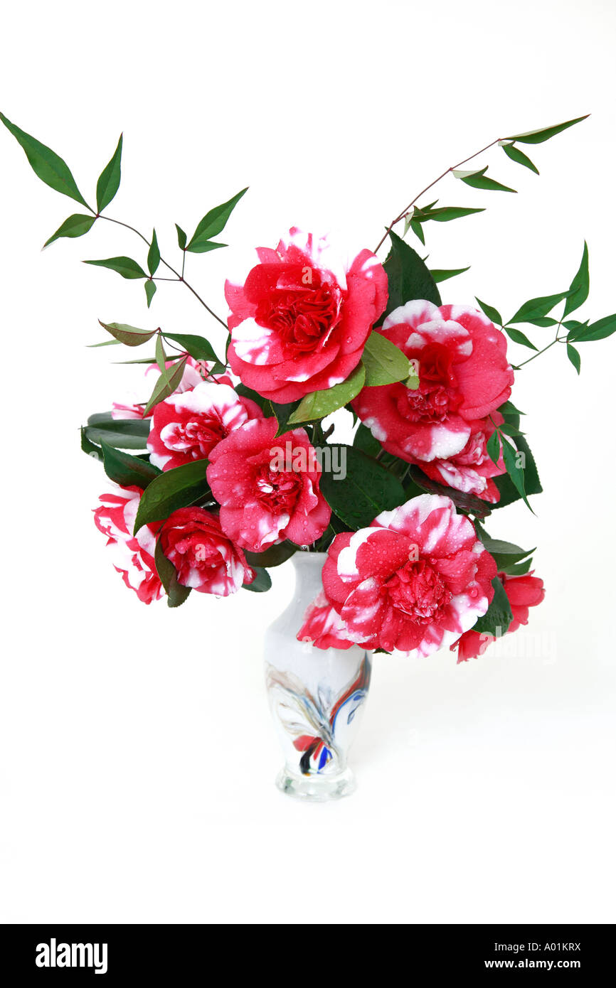 Hot pink white miniature camellias, floral arrangement, decorated glass vase Stock Photo