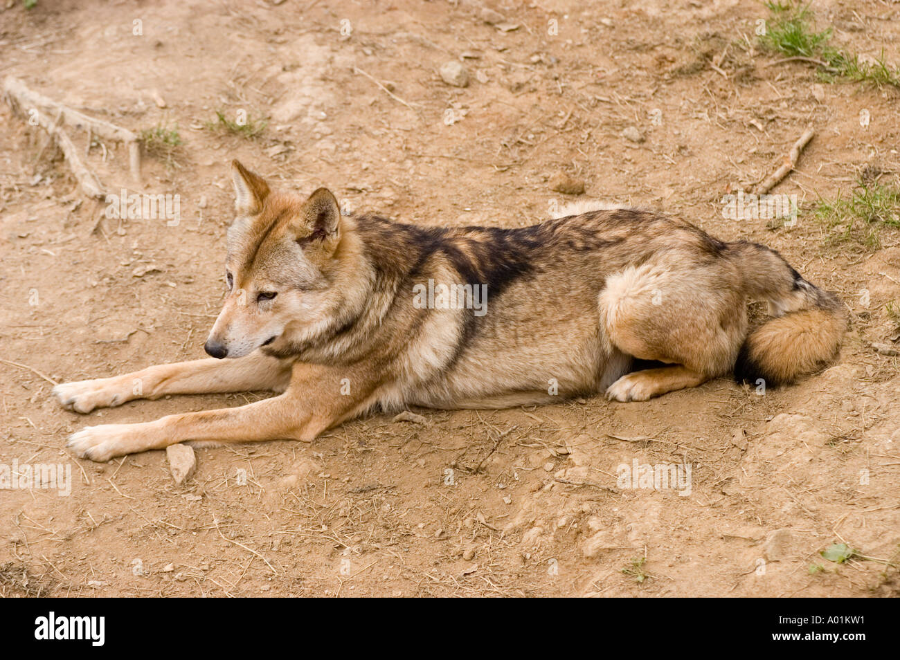 Canis lupus chanco hires stock photography and images Alamy