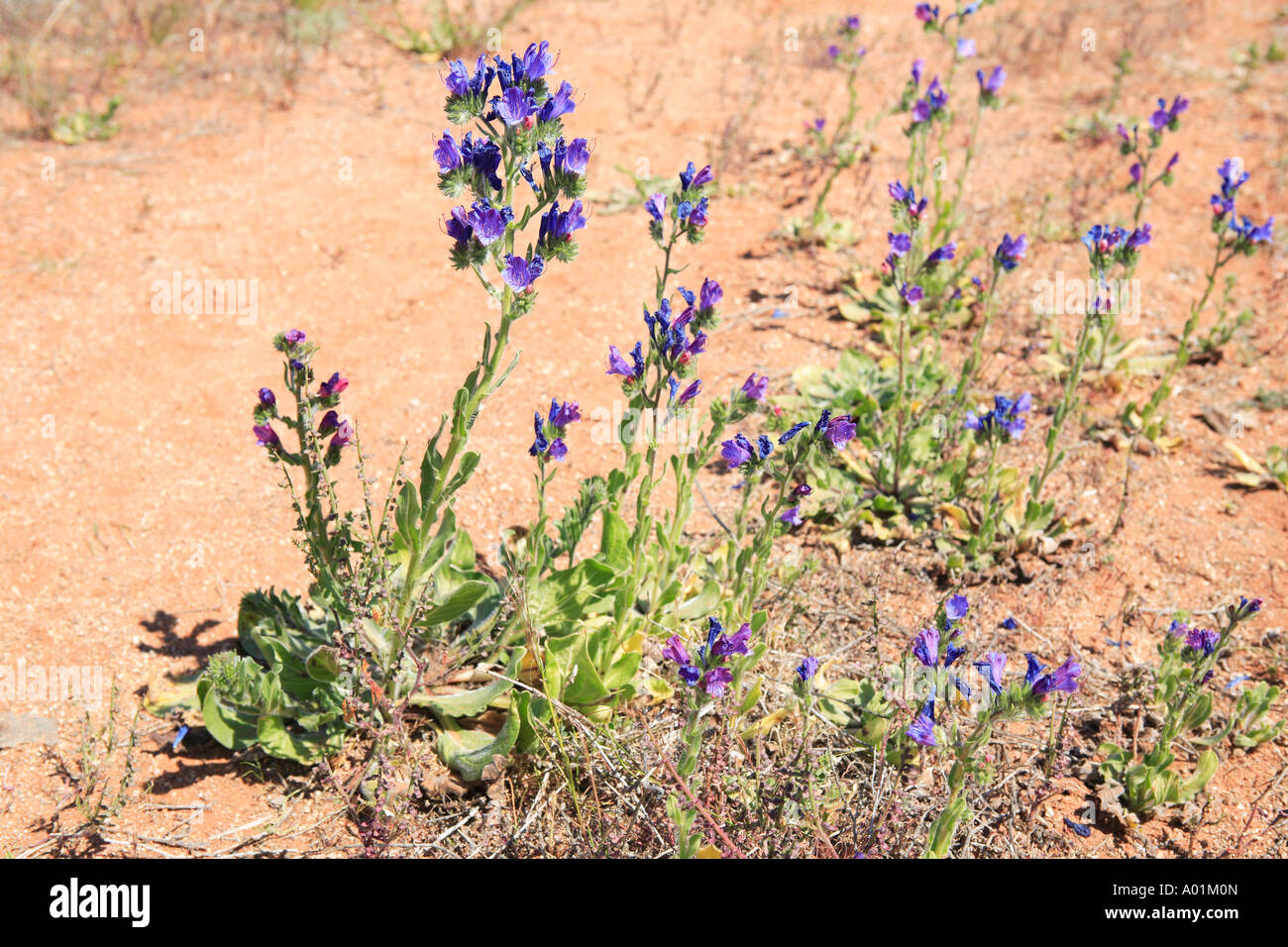 Patterson s curse hi-res stock photography and images - Alamy