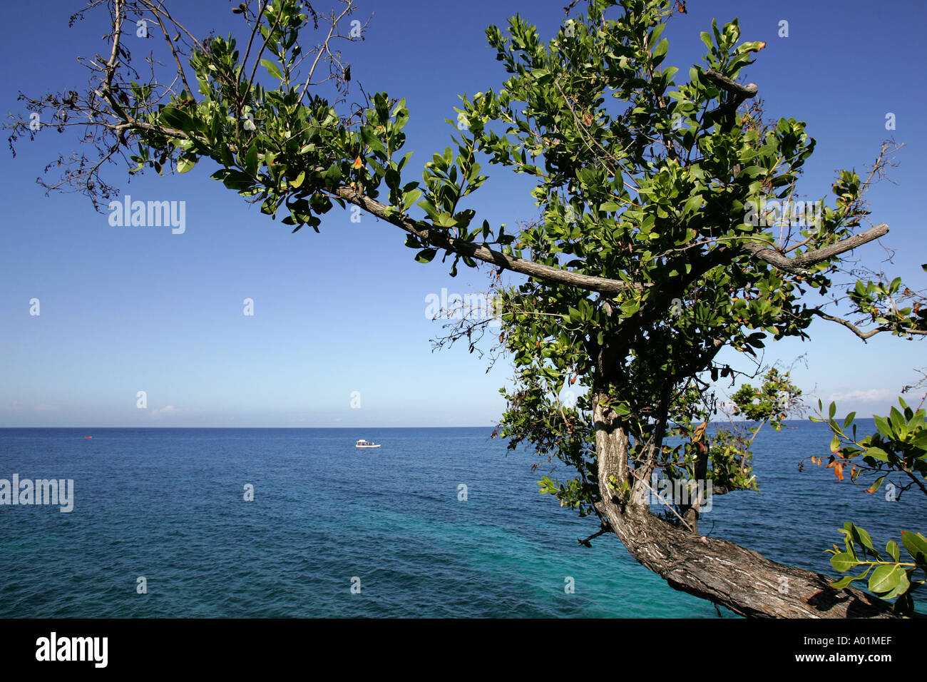 Jamaica, a tree grows by an azur sea Stock Photo