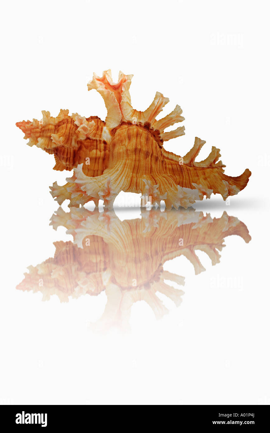 Rose branch Murex Chicoreus palmarosa Distribution Pacific Ocean On white background Digital Composite Stock Photo