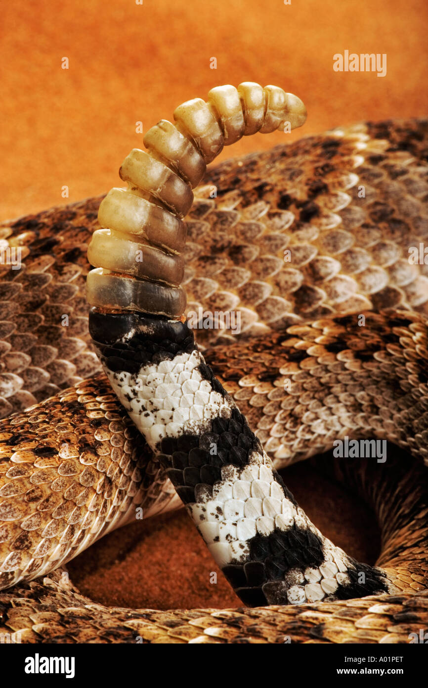 Western Diamondback Rattlesnake Crotelus atrox close up of rattle Dist