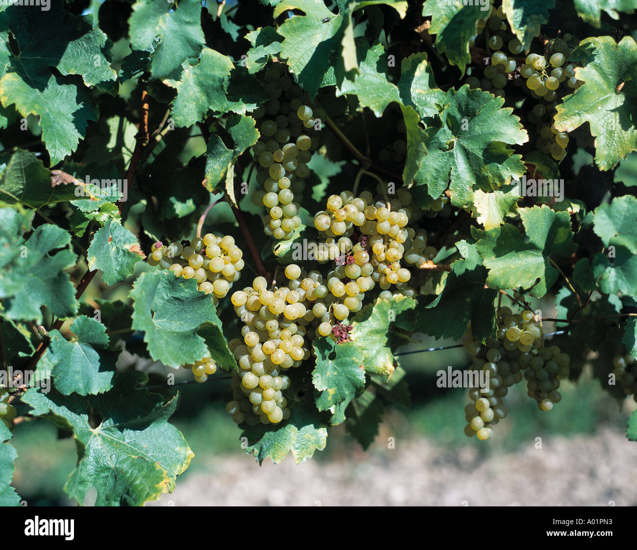 bunches of grapes, white bunches of grapes, white wine Stock Photo