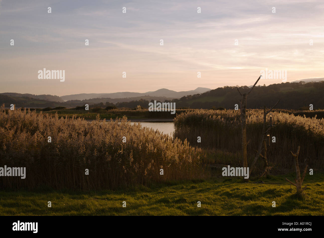 Conwy RSPB Reserve coastal lagoons and reed bed habitat beside Conwy River estuary at dusk. Llansanffraid Conwy North Wales Stock Photo