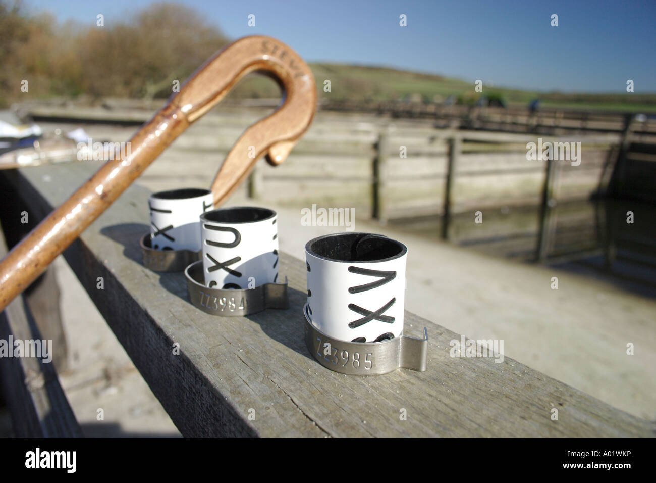 Swan leg ring hi-res stock photography and images - Alamy