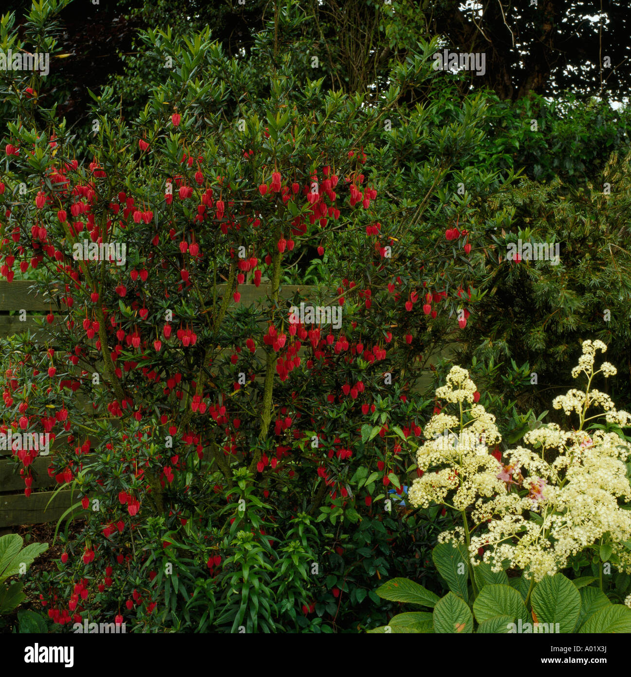 Mixed border with the red bells of the shrubby enkianthus contrasting with the white plumes of rodgersia Stock Photo