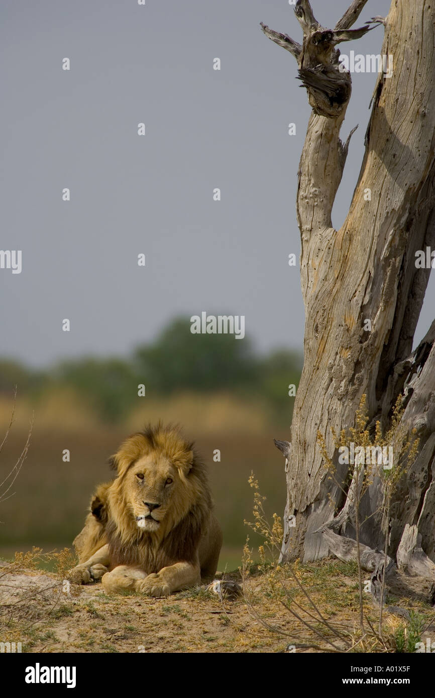 Lion Panthera leo Moremi Reserve Botswana Africa Stock Photo - Alamy