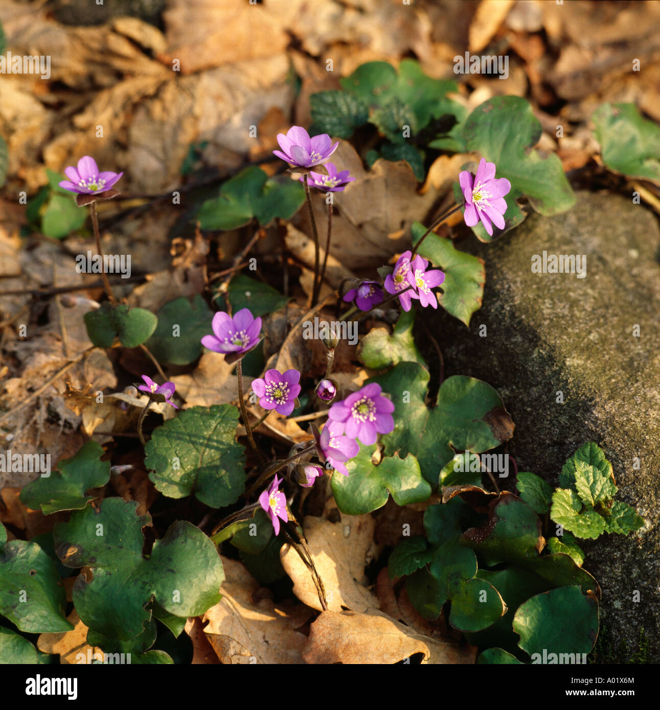 Hepatica growing through autumn leaves to herald spring Stock Photo