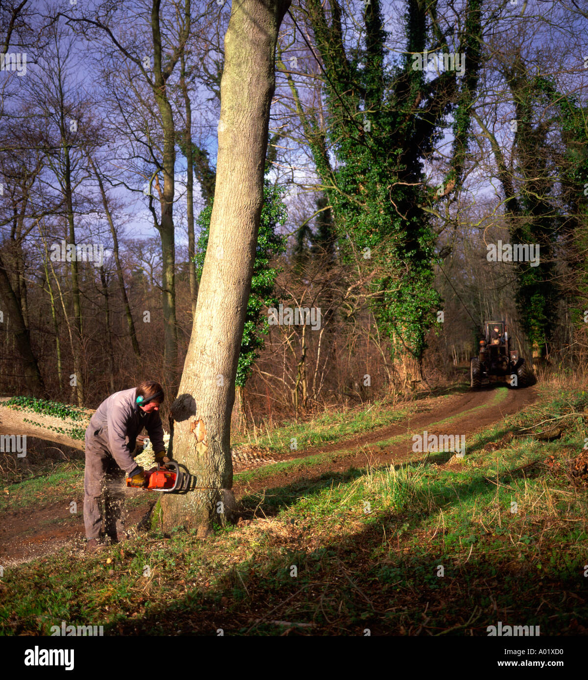 Sequence of nine Man cutting down an ash tree in English woodland Stock Photo