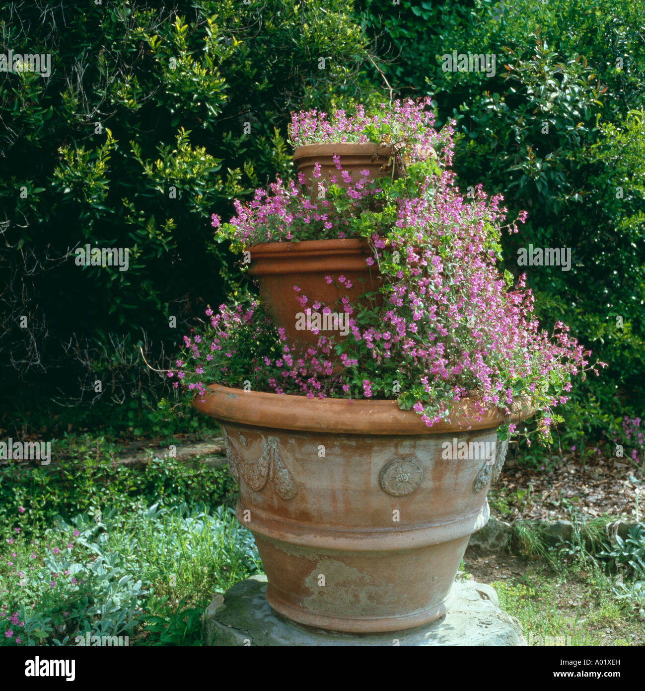 Pink aubretia in tiered terracotta pots Stock Photo