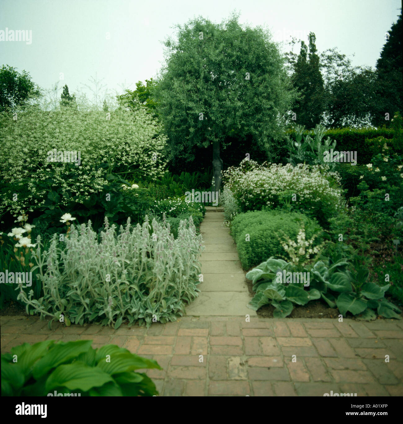 Crambe cordifolia hires stock photography and images Alamy