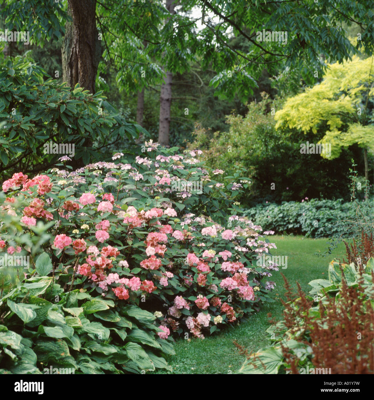Pink hydrangea in shrubbery border of woodland garden Stock Photo Alamy
