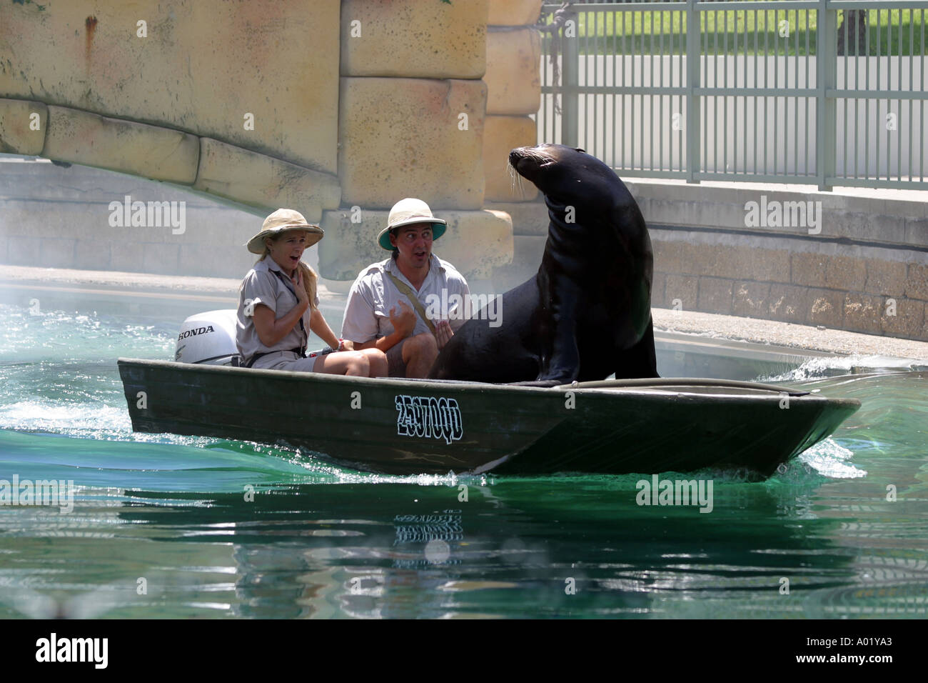 The seal show at Sea World Gold Coast QLD Australia Stock Photo Alamy