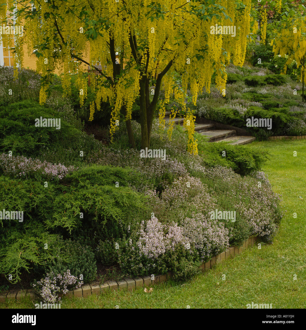 Laburnum underplanted with low conifers and heathers Stock Photo