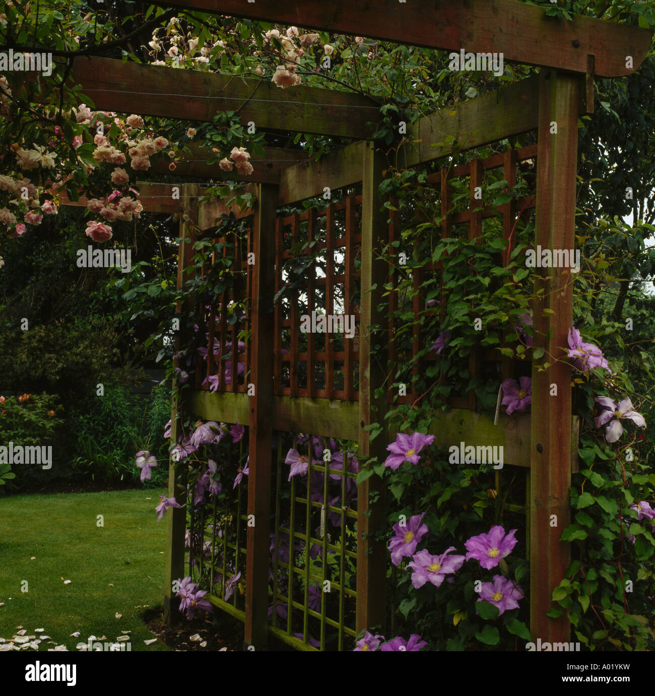 Shady pergola with early summer pairing of an apricot climbing rose with a large flowered clematis Stock Photo