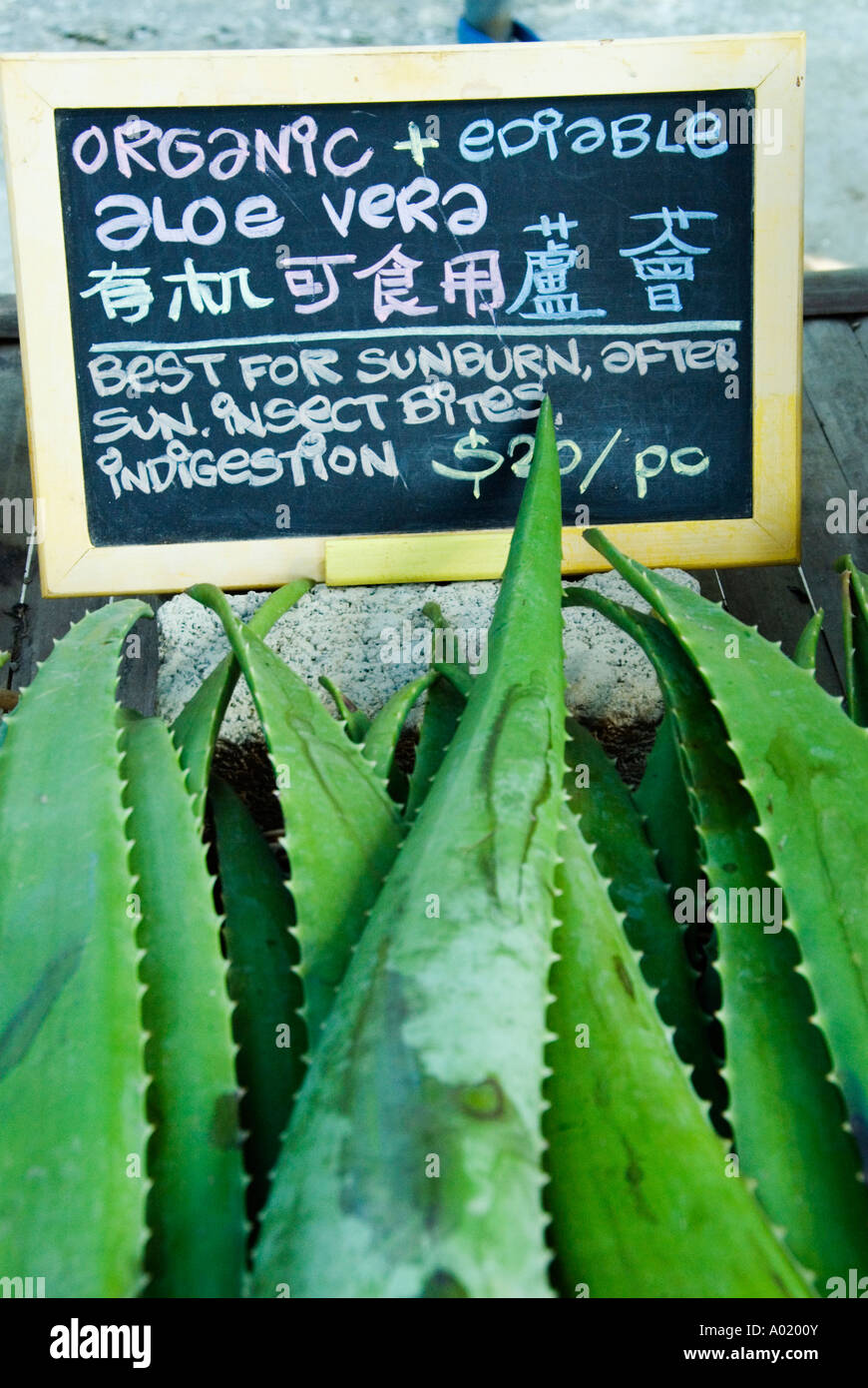Organically grown Aloe vera plants for sale in organic herb farm shop on Lamma Island in Hong Kong Stock Photo