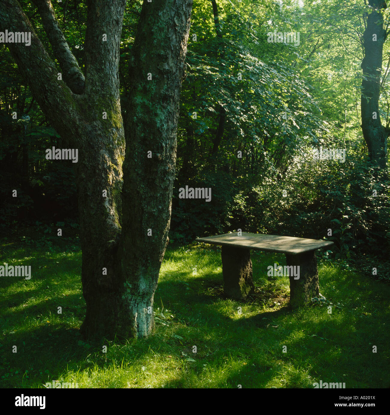 Rustic wooden bench on grass beneath large tree in shady corner of the  garden Stock Photo - Alamy