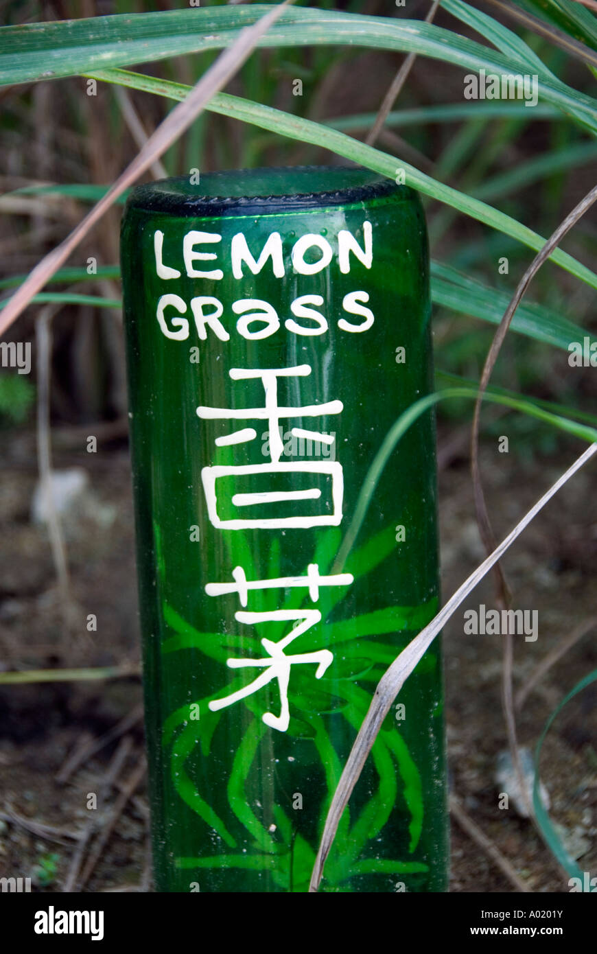 Lemon grass growing at an organic herb farm on Lamma Island in Hong Kong SAR Stock Photo