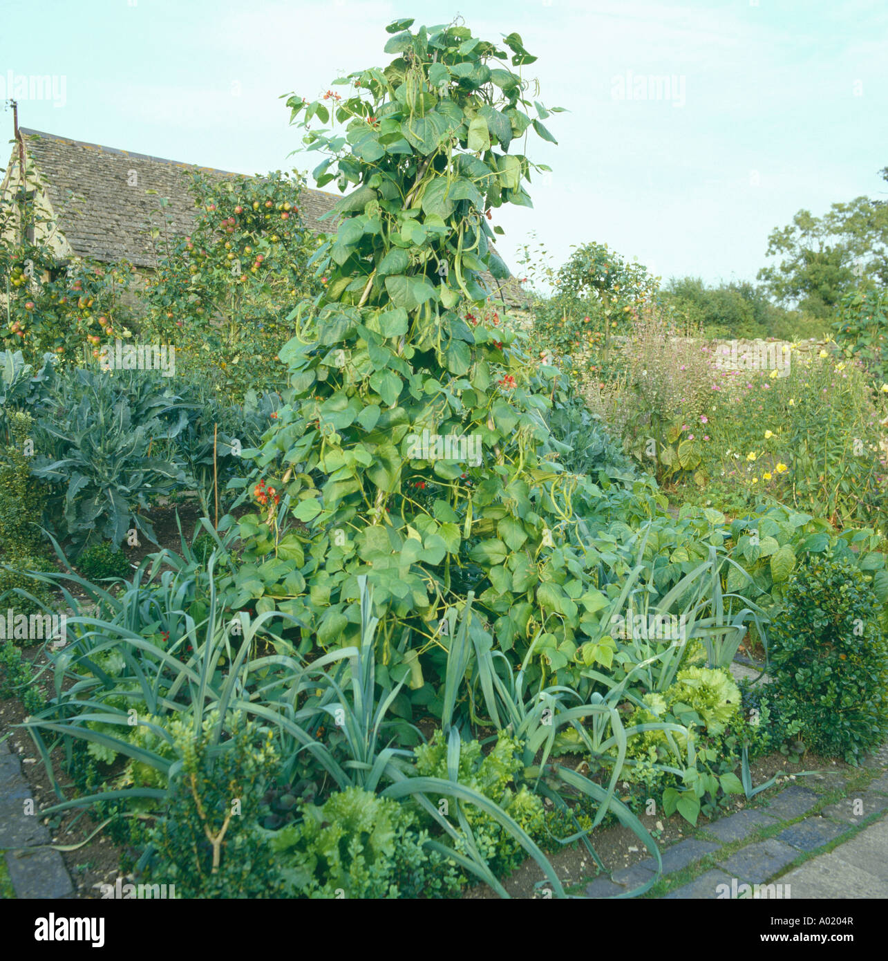 Onions growing beneath runner bean wigwam in potager garden at Barnsley House Stock Photo