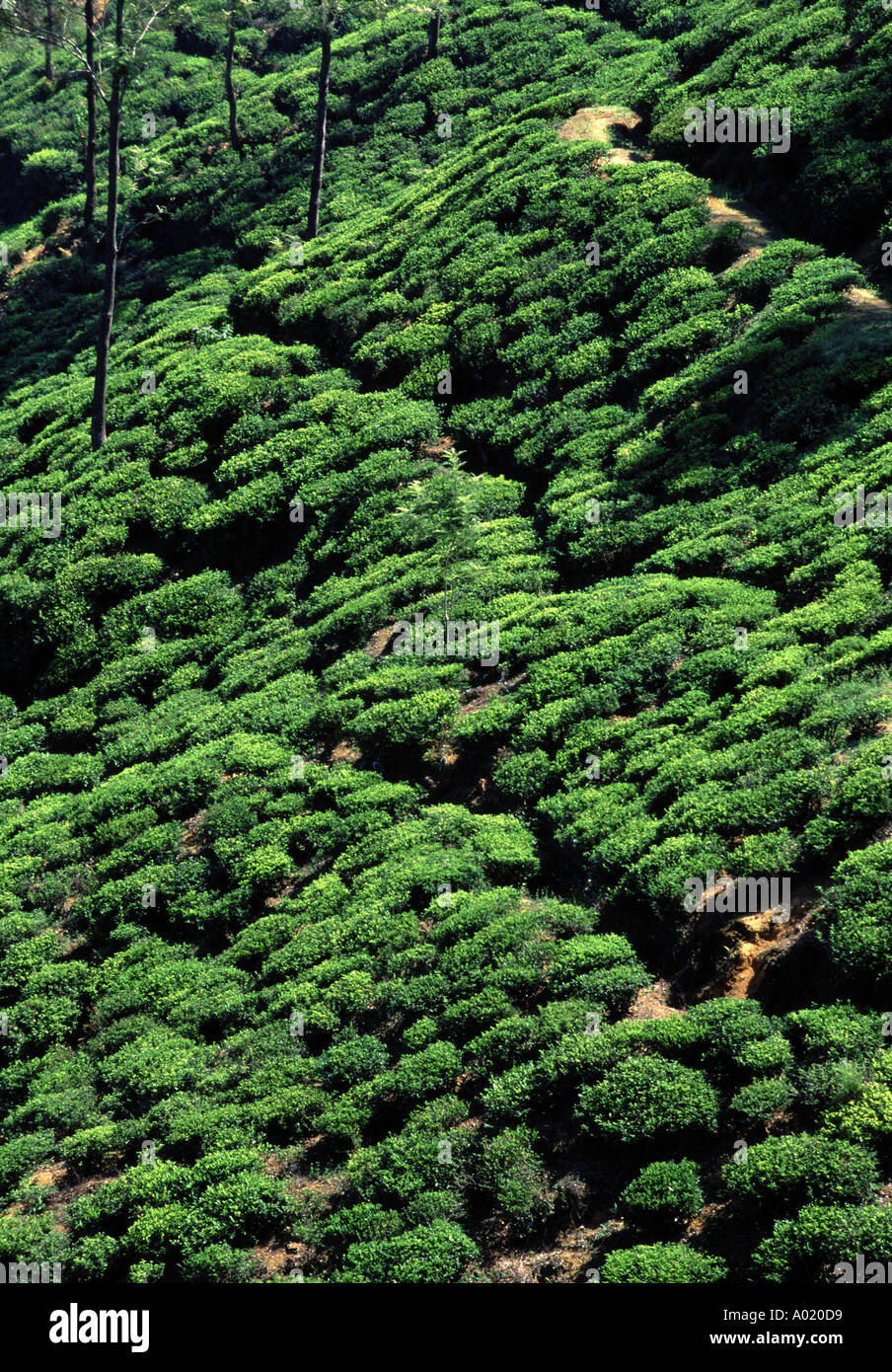 Hill Country Ceylon Tea Plantation Nuwara Eliya Sri Lanka Stock Photo