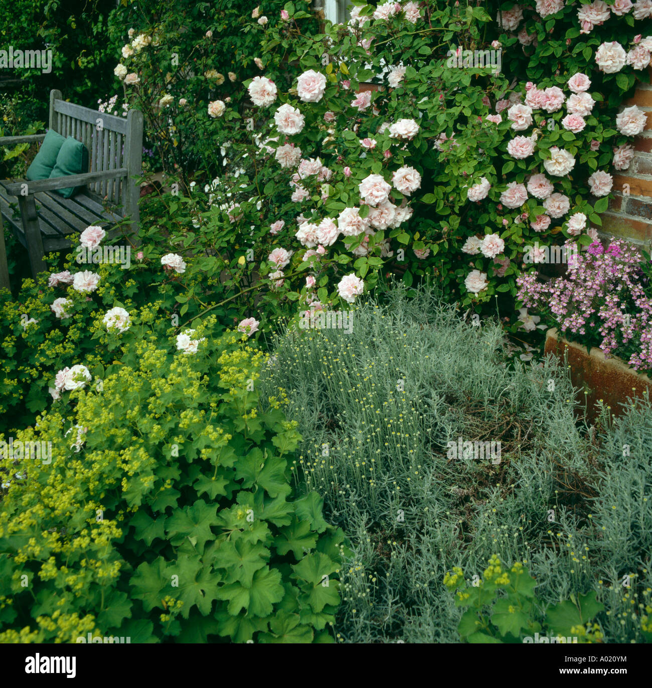 Close-up of pink roses and lime-green alchemilla mollis with grey santolina in summer border Stock Photo