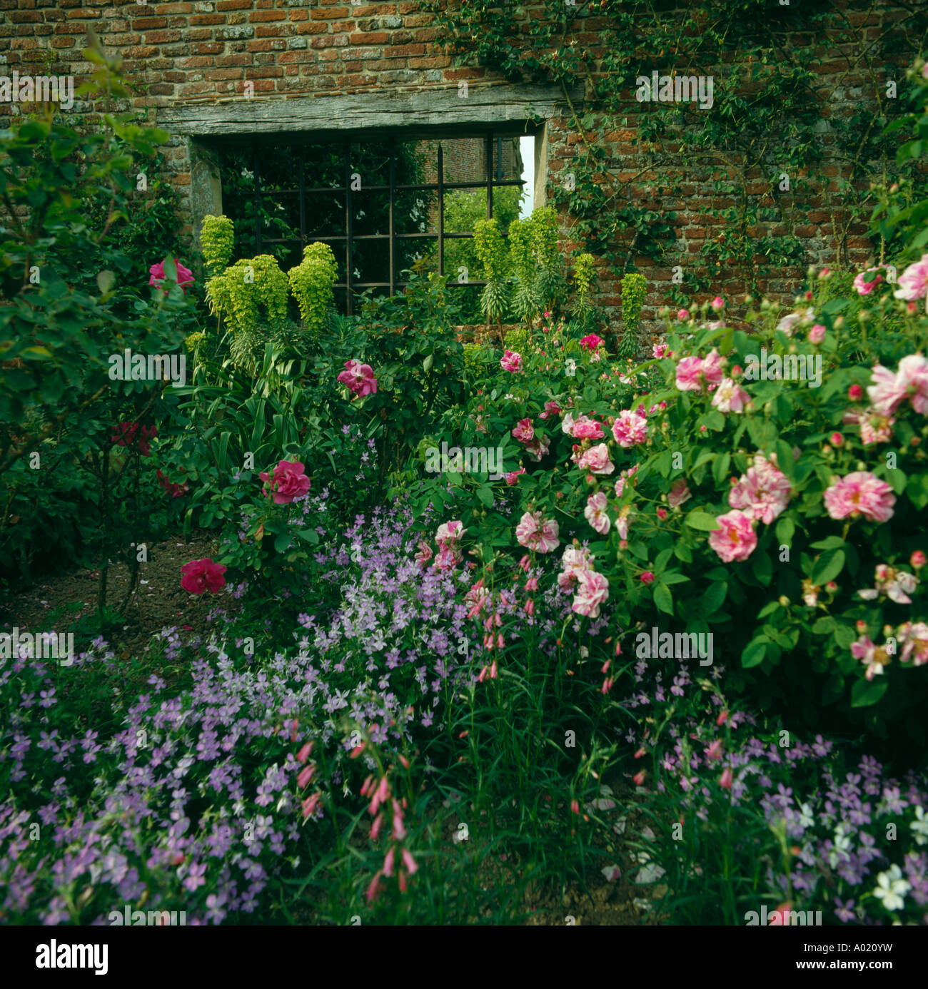 Closeup of pink roses and blue violas with limegreen Euphorbia