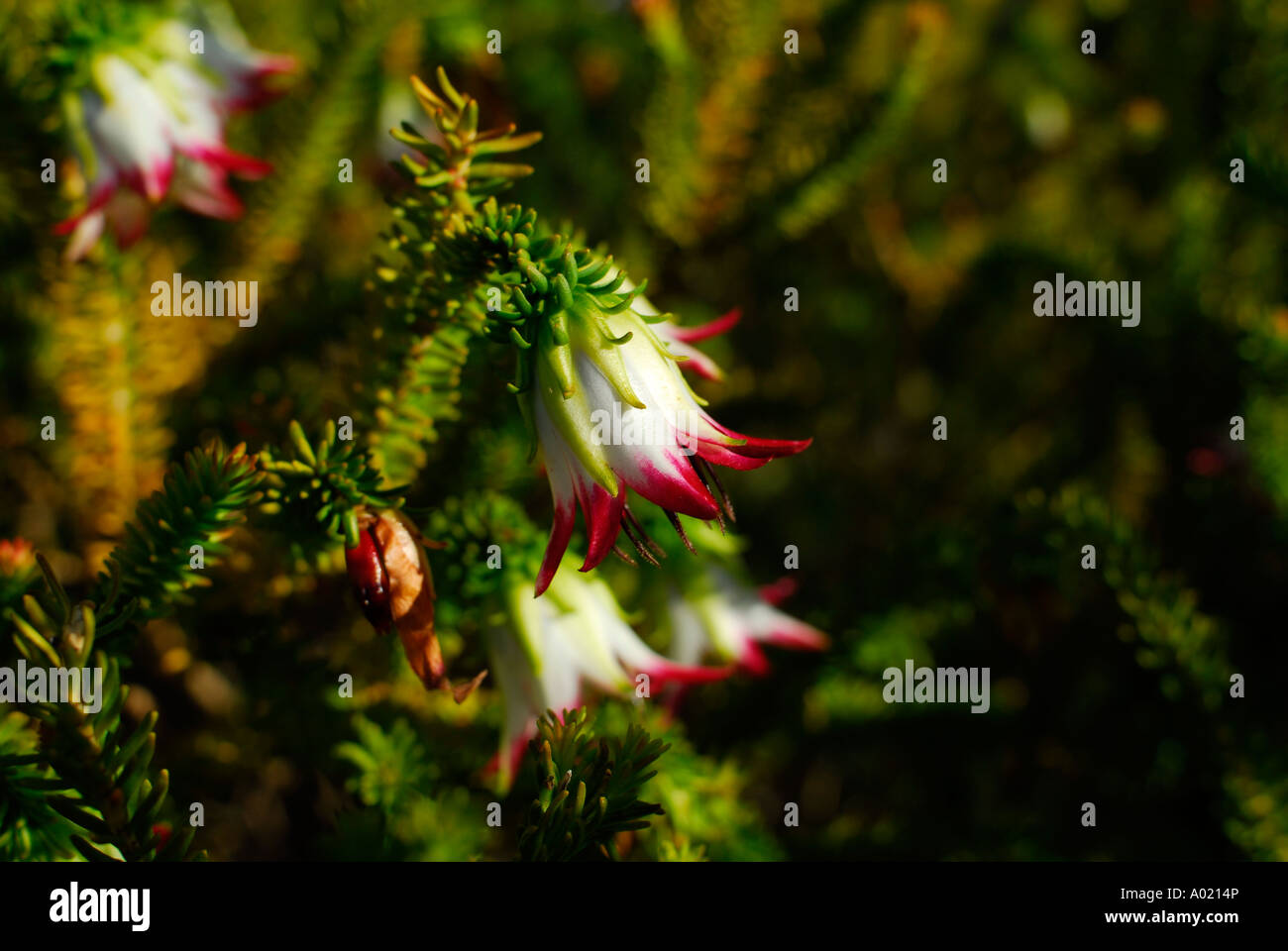 Flowers of the Cranbrook Bell ( Darwinia meeboldii ) Stock Photo