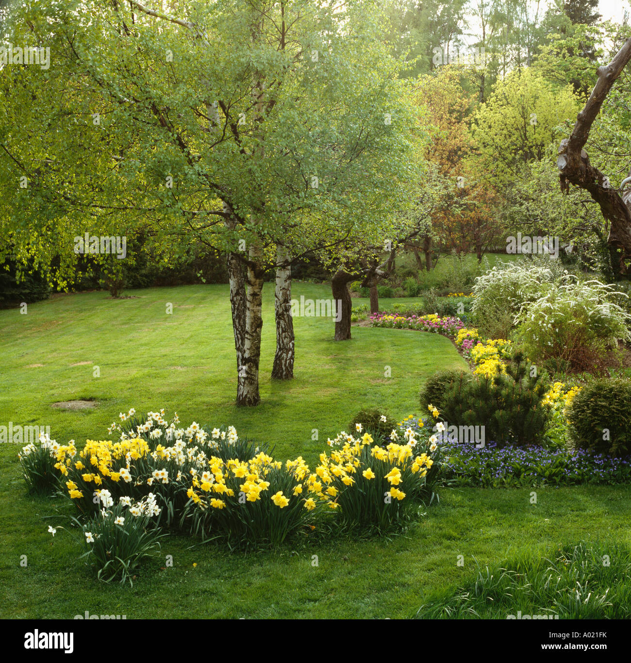 Daffodils growing in lawn with small birch trees in country garden in