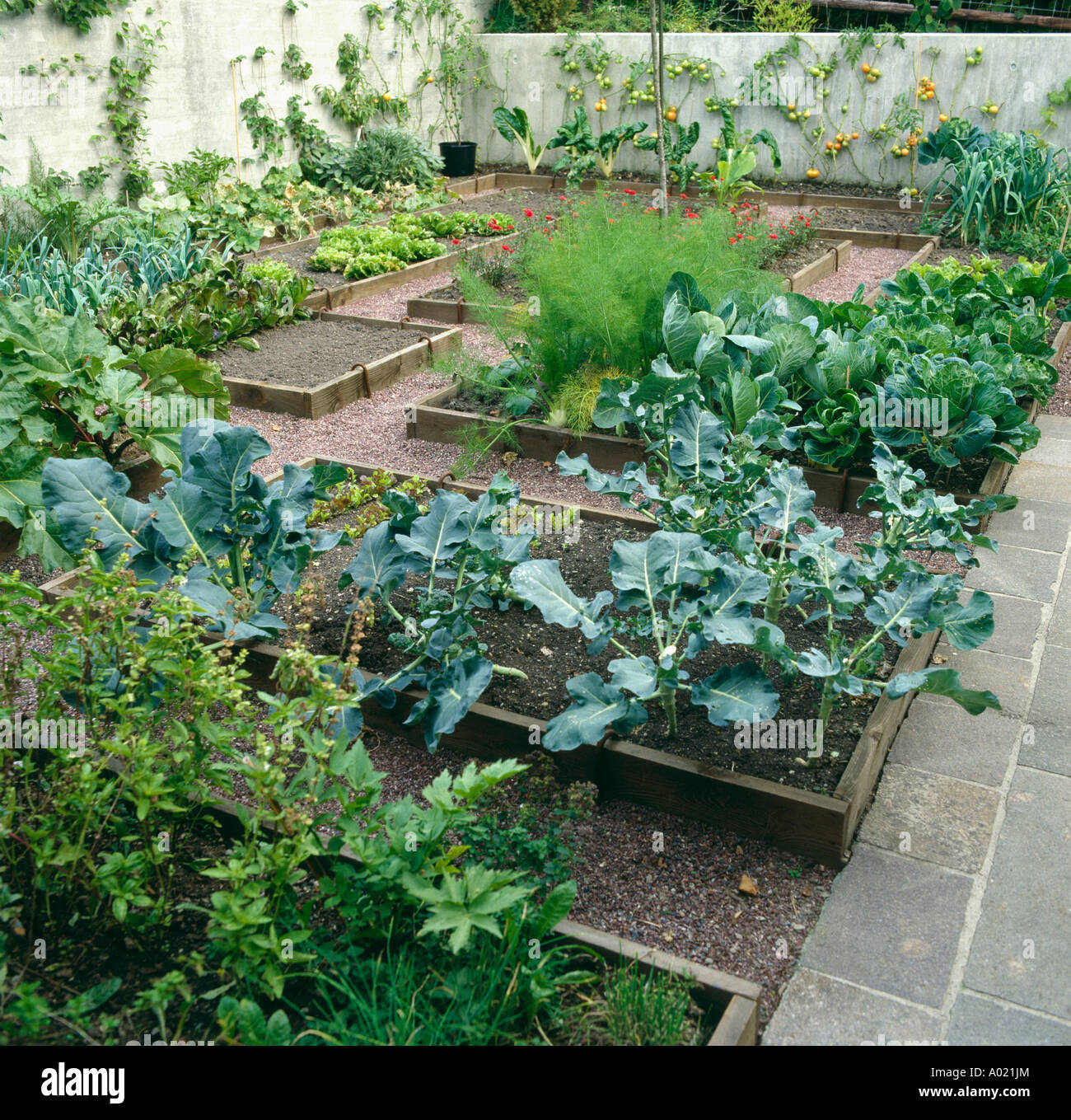 Vegetables and herbs in raised beds in walled garden Stock Photo Alamy