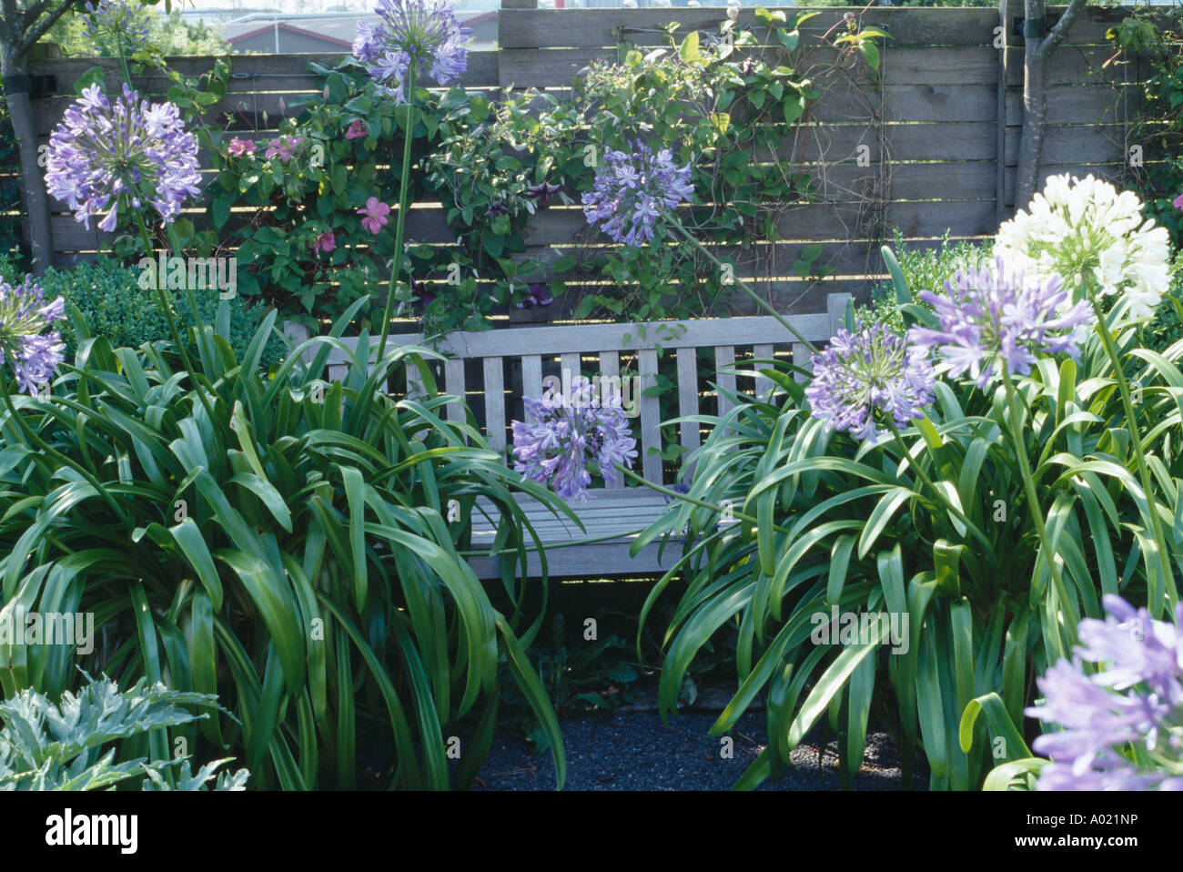 White and blue agapanthus in pots beside wooden garden bench Stock Photo