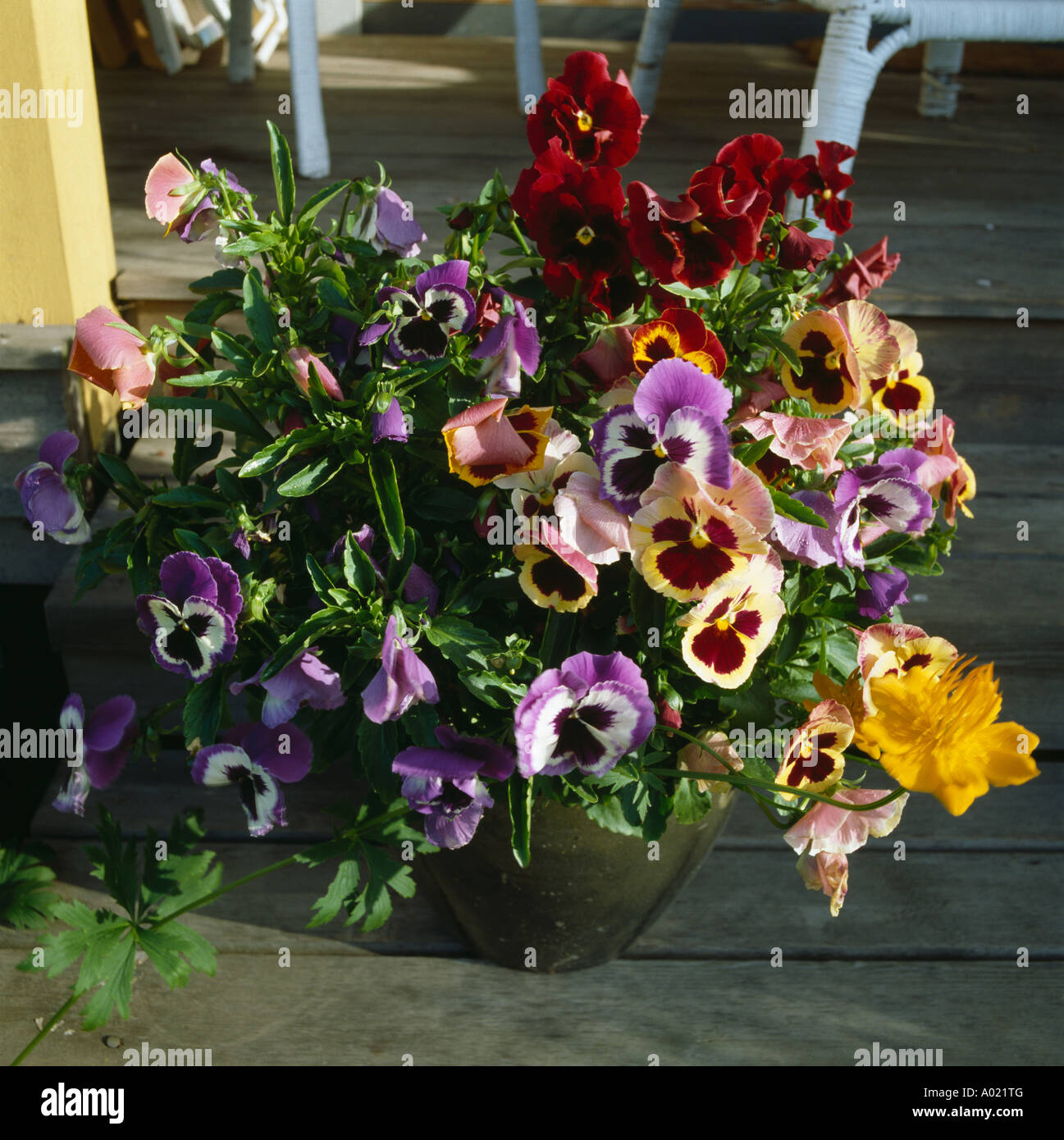 Multicoloured summer violas in container on patio Stock Photo Alamy