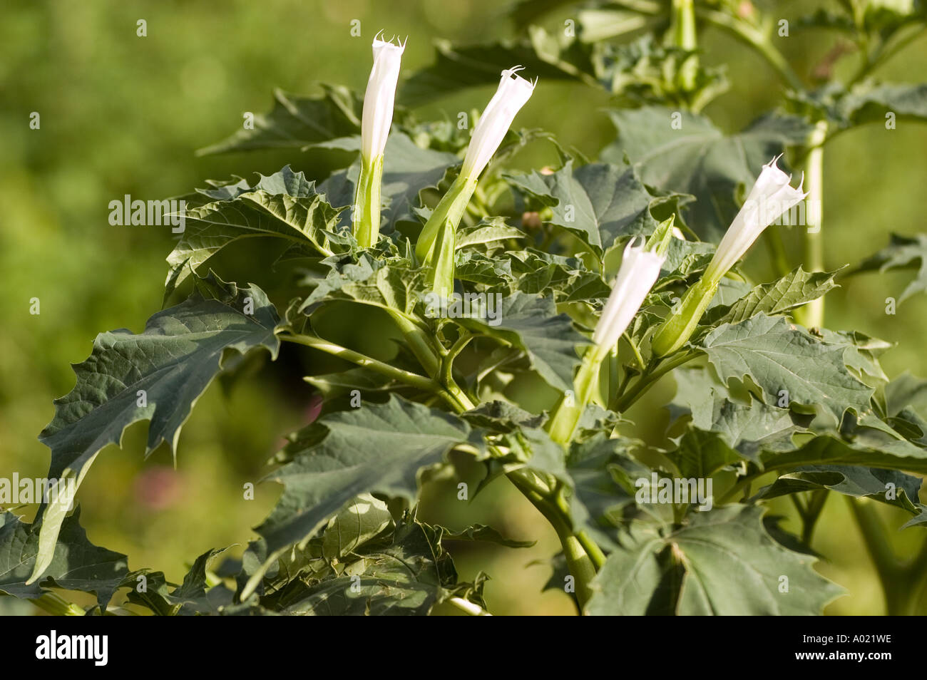 Angel s trumpet or Jimson weed Datura stramonium plant and flowers as grown in Himalayas Stock