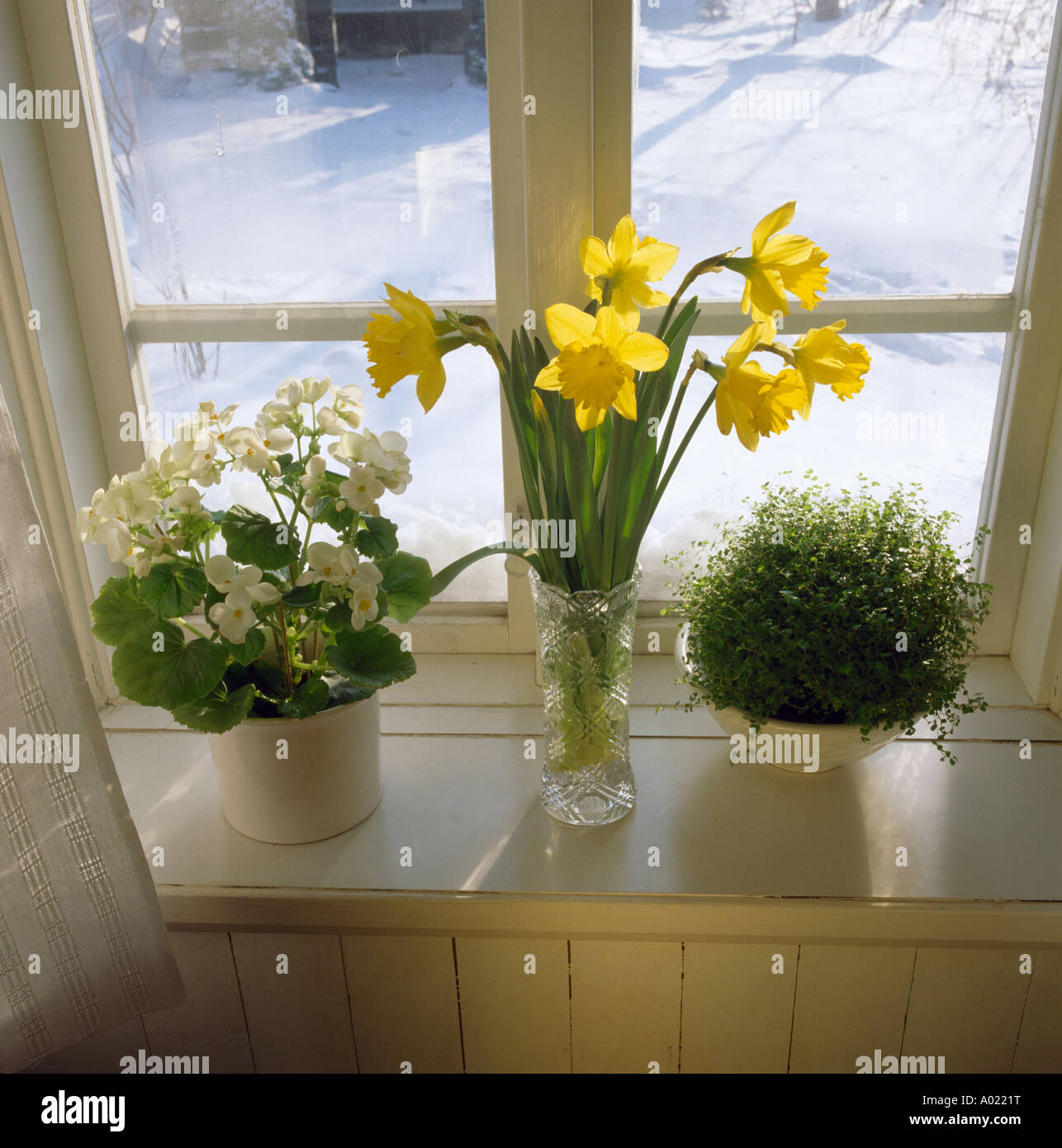 Close-up of white begonia and green helxine in pots on windowsill with vase of yellow daffodils Stock Photo