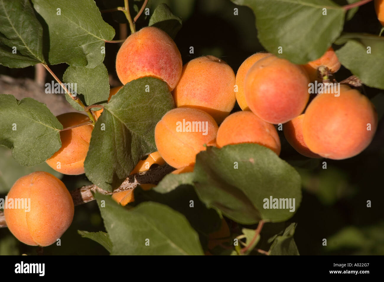 Close up of branch with lot of yellow apricot fruits popular in Ladakh