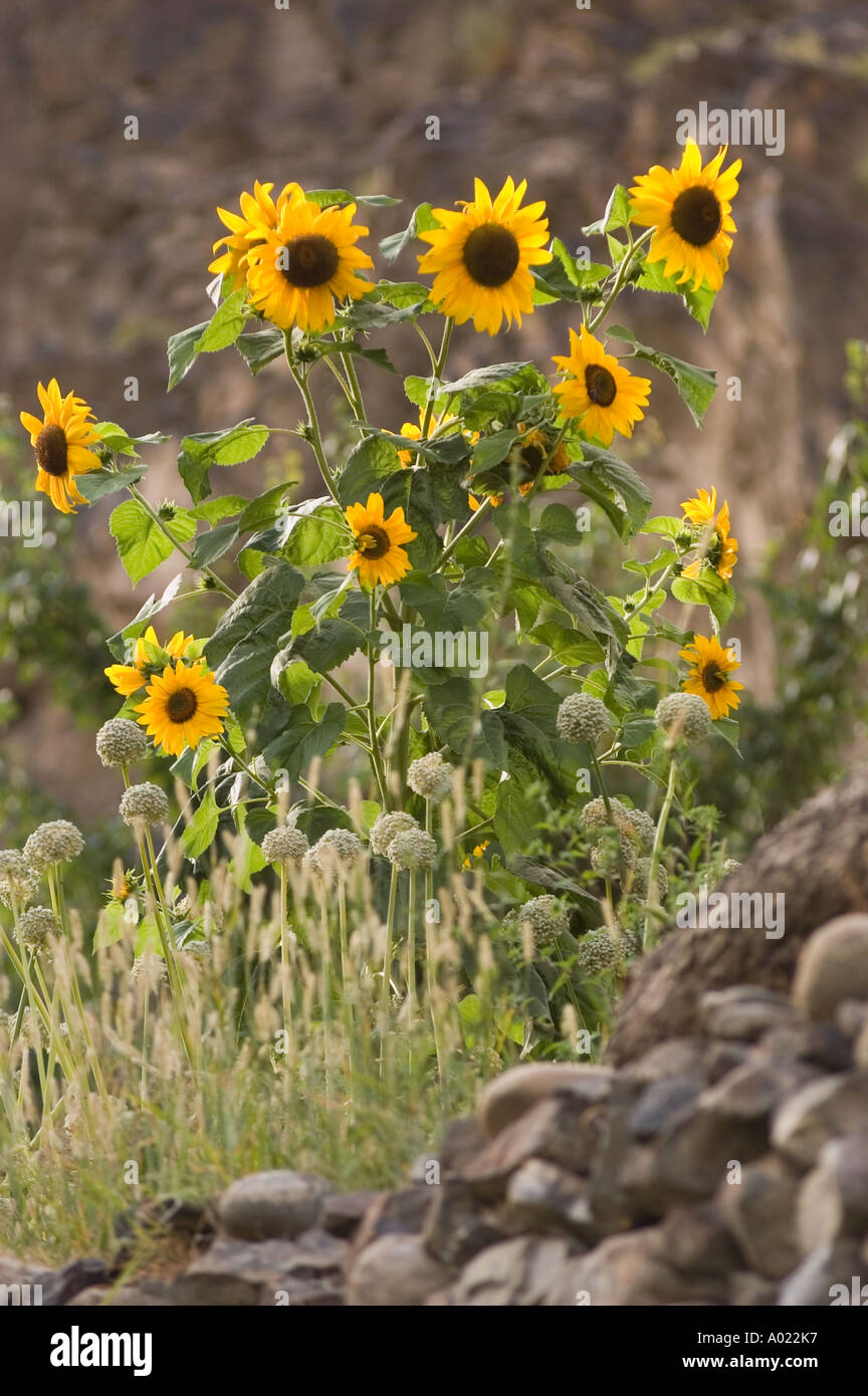 Sunflowers in Dha Hanu village Indus valley Ladakh Kashmir India Stock ...