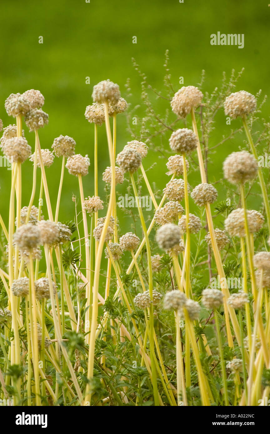 Onion plant with green background in Dha Hanu village Indus valley ...