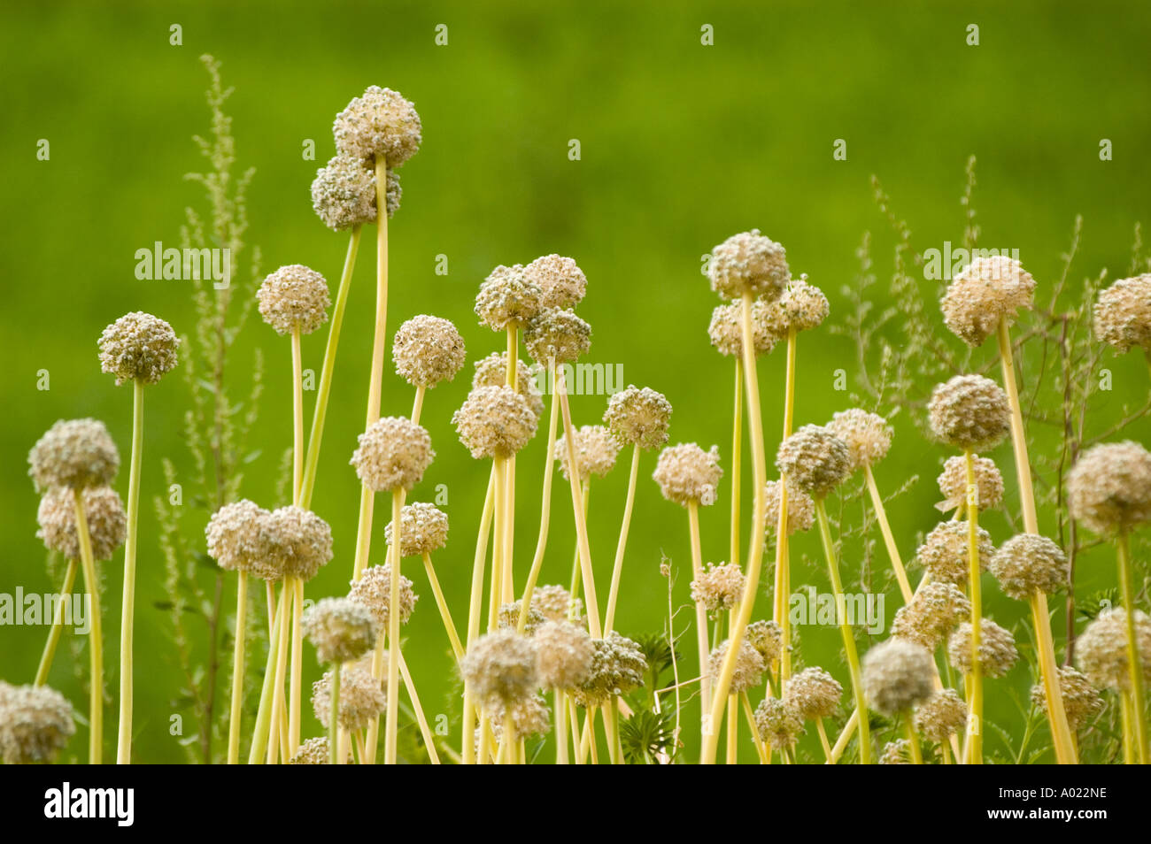 Onion plant with green background in Dha Hanu village Indus valley ...