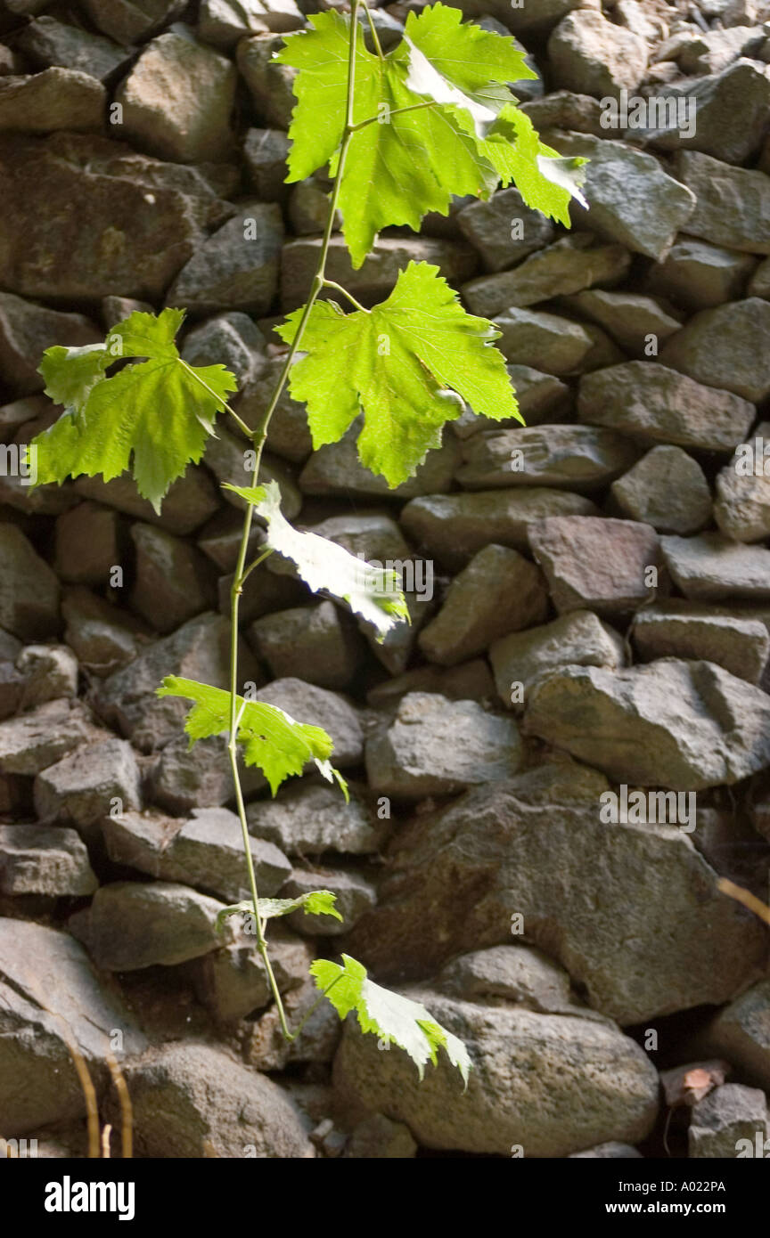 Backlit grape leaves with stones in background in Dha Hanu village site ...