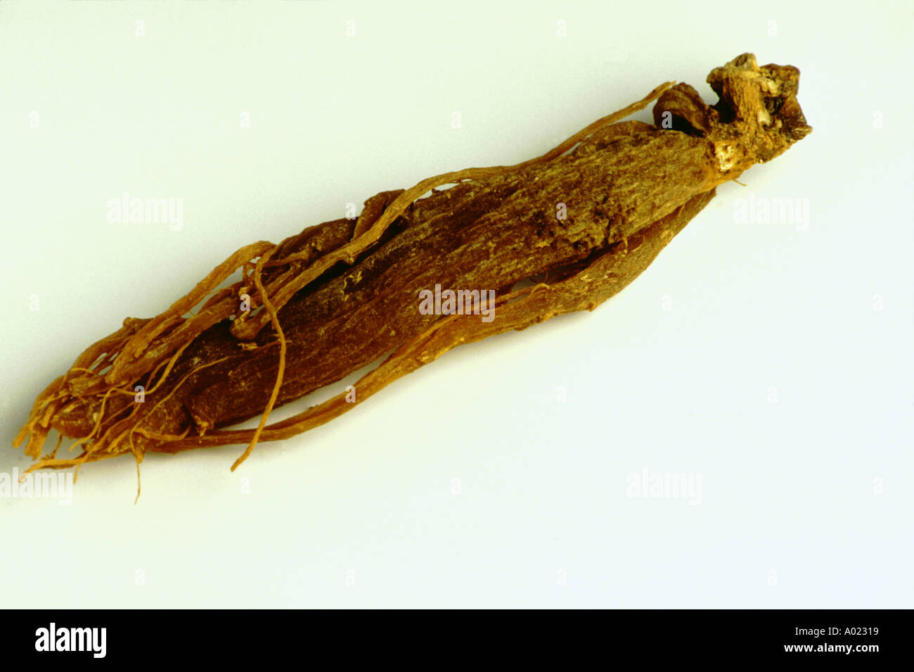 Ginseng root Panax ginseng medicinal plant Stock Photo